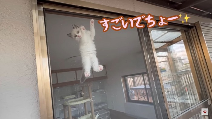 網戸を登る子猫