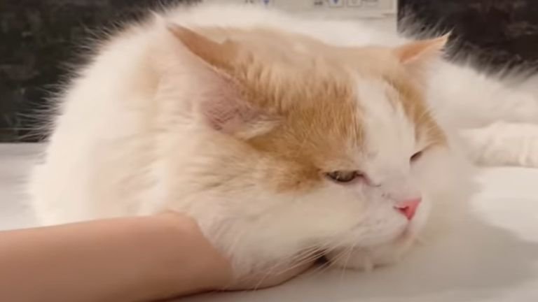 飼い主の腕を抱いて眠る猫