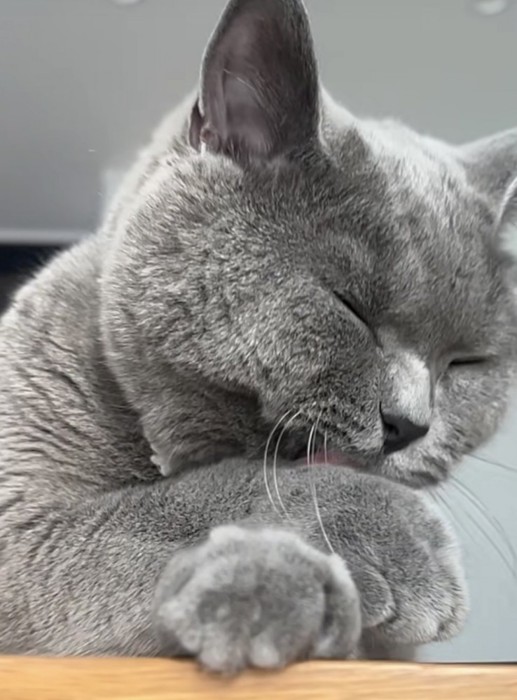 前足をなめる猫の写真