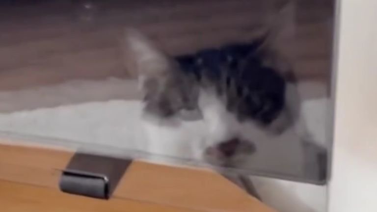 画面に映る猫