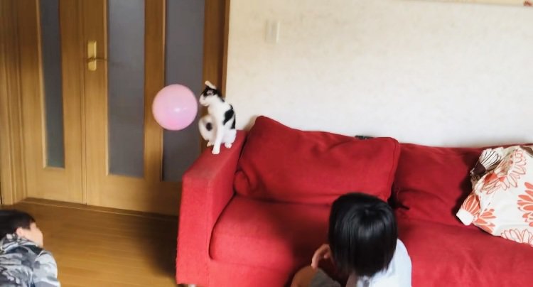 風船でバレーボールをする2人の男の子とハチワレ猫
