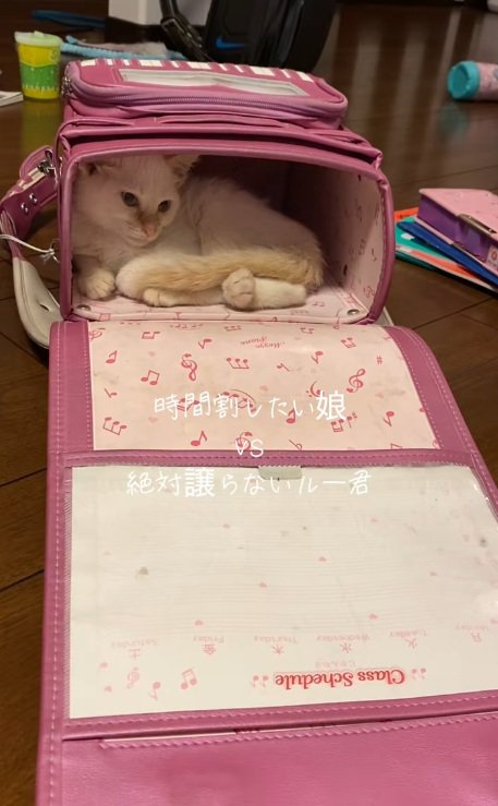 ランドセルの中が居心地よさそうな猫