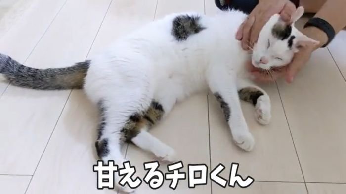 甘えるチロくん