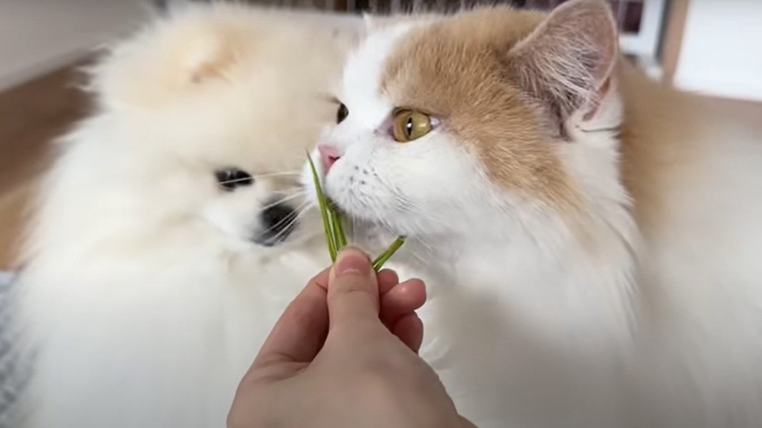 猫草を食べる猫と犬