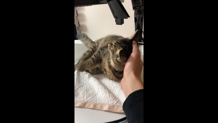 倒れる子さもじくん