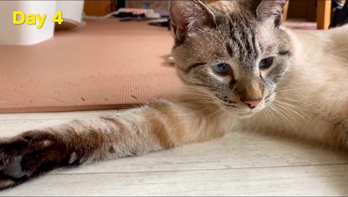 床に寝転がる成猫