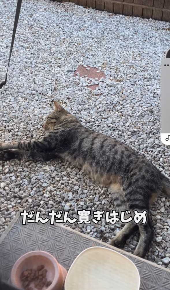 庭先で横になっている猫