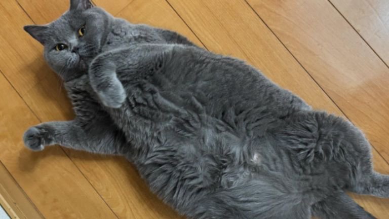 寝転がっている猫