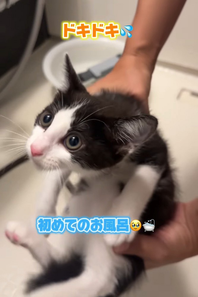 緊張している子猫
