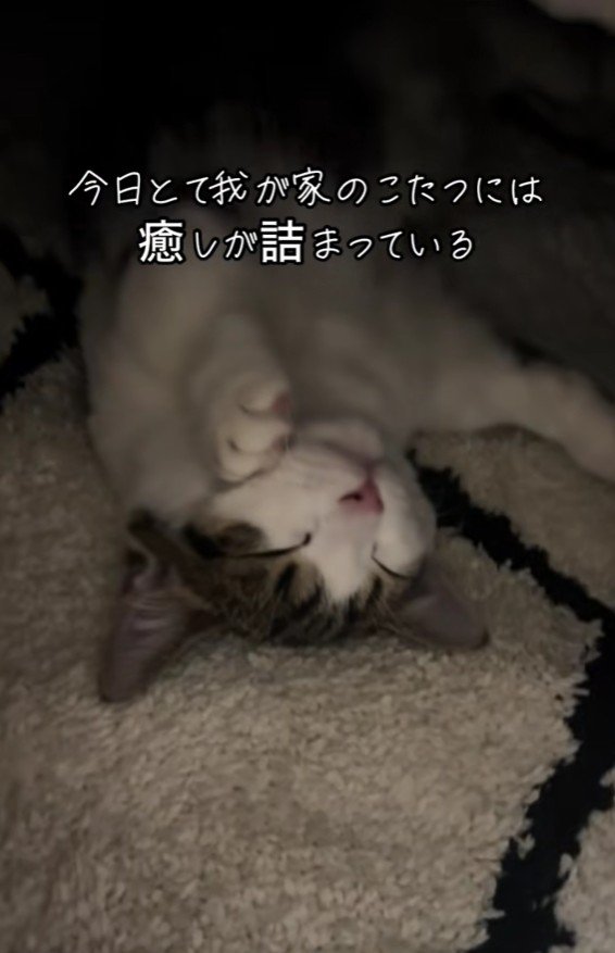 こたつで寝る猫