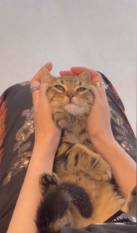 目の半分が瞬膜で覆われている子猫(顔上向き字幕なし)