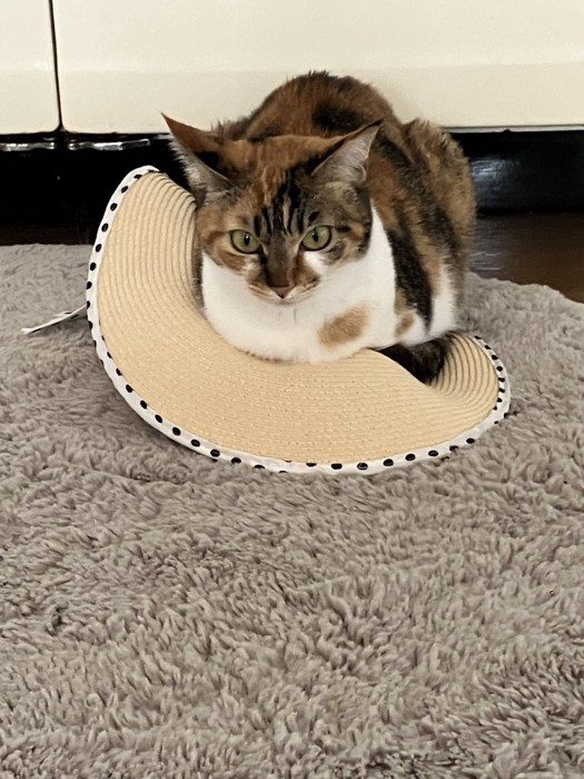 帽子の上に座る猫