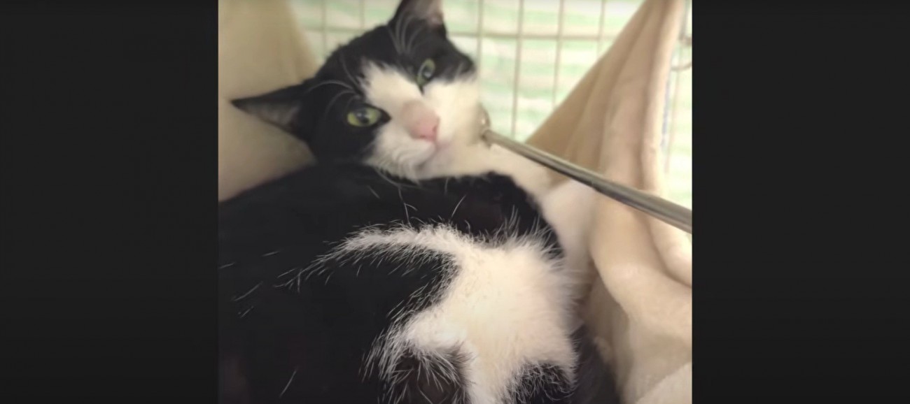 撫でられている猫