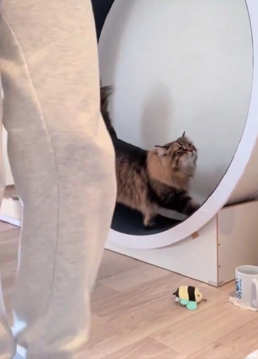キャットホイールを使う猫