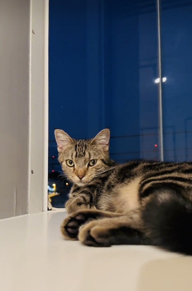 窓辺でくつろぐキジトラ猫