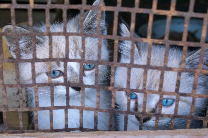 ケージに入れられた子猫