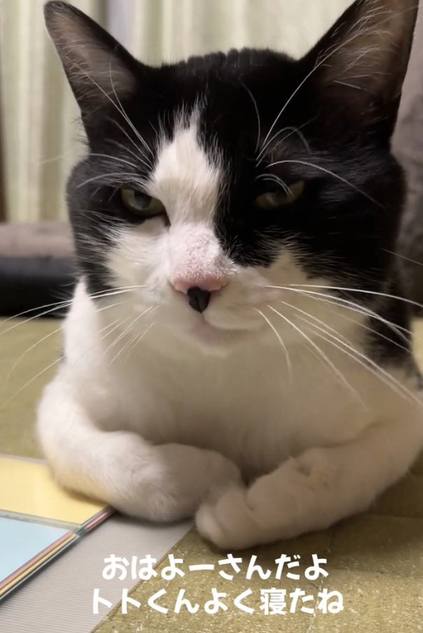 キリッとした表情のトトくん