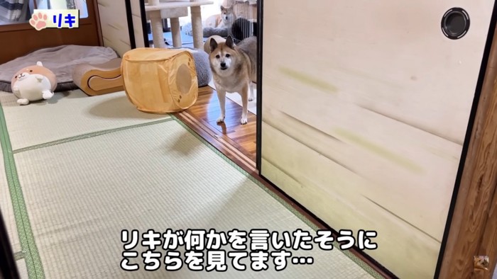 訴える犬