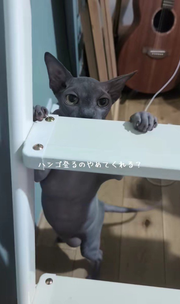 ハシゴに手をかけるスフィンクス