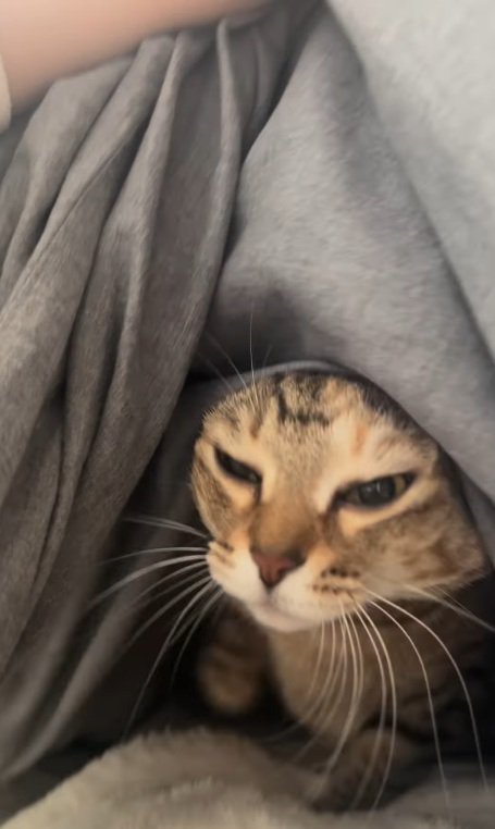 布団から顔を出し眠たそうな顔のキジトラ