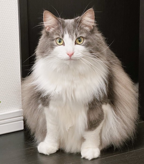 ふわふわの直哉くん