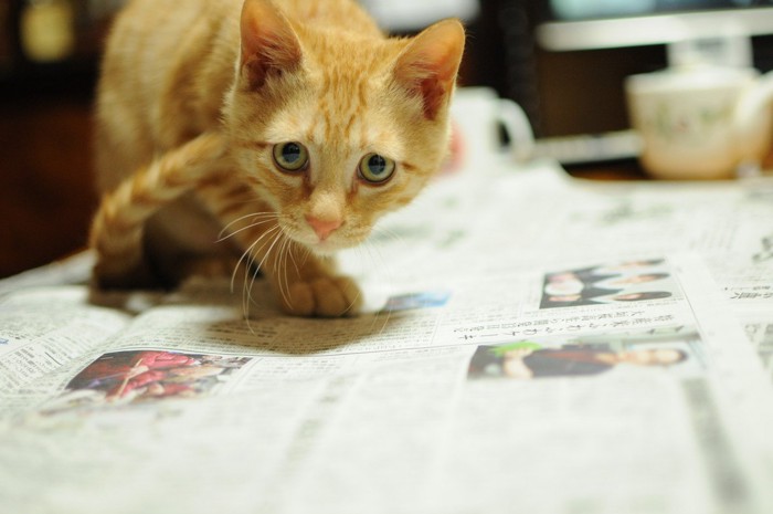 新聞の上に座り込む猫