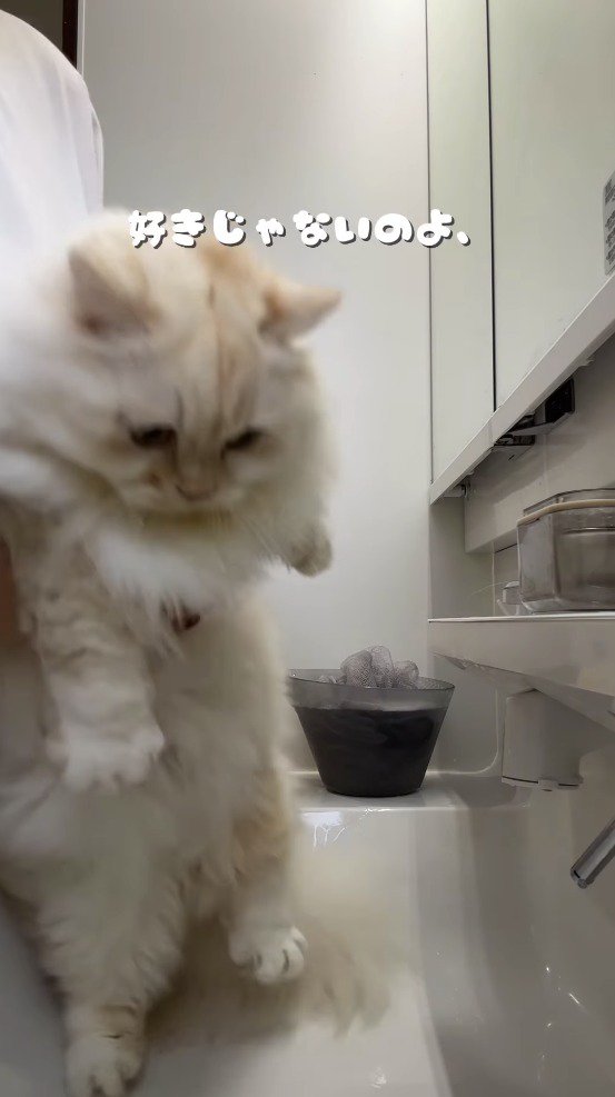 洗面台に降ろされる猫