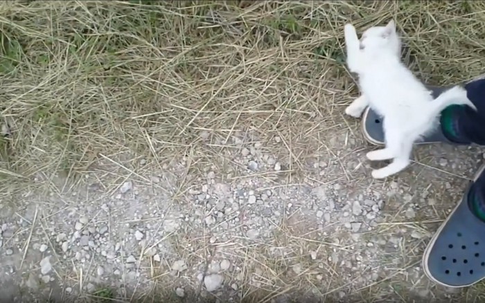 足の上に寝転ぶ子猫