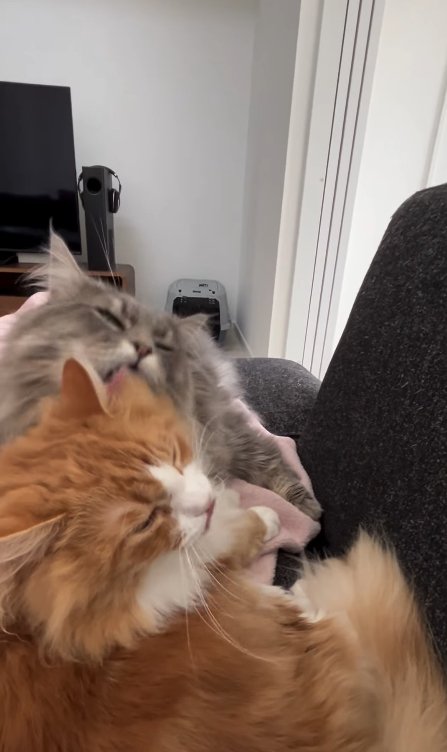 画面右を向く茶白猫と目を閉じているグレー猫