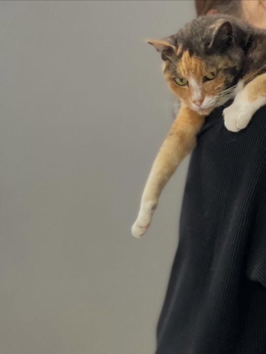 肩にのっている猫