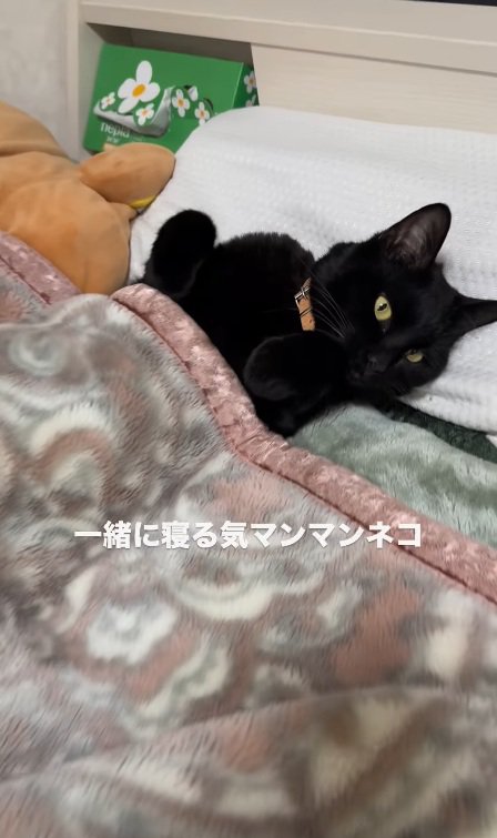 布団をかぶって寝るみーてぃちゃん