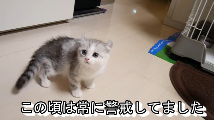 警戒する子猫