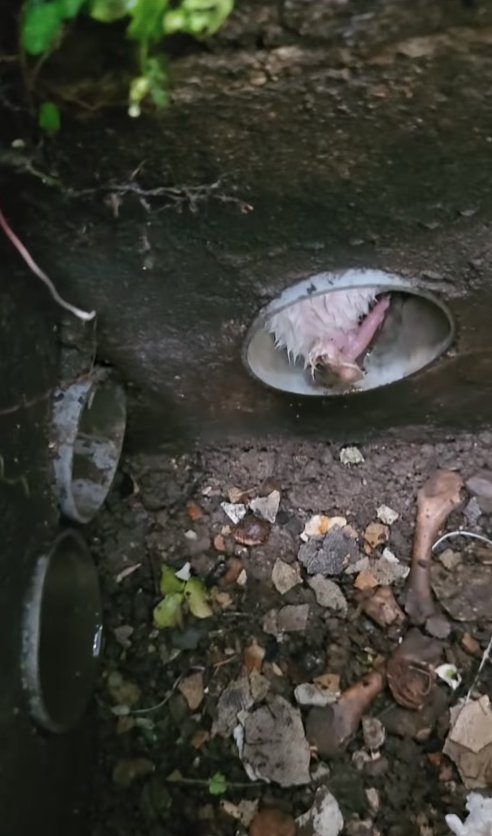 排水管の中にいる濡れた白い子猫