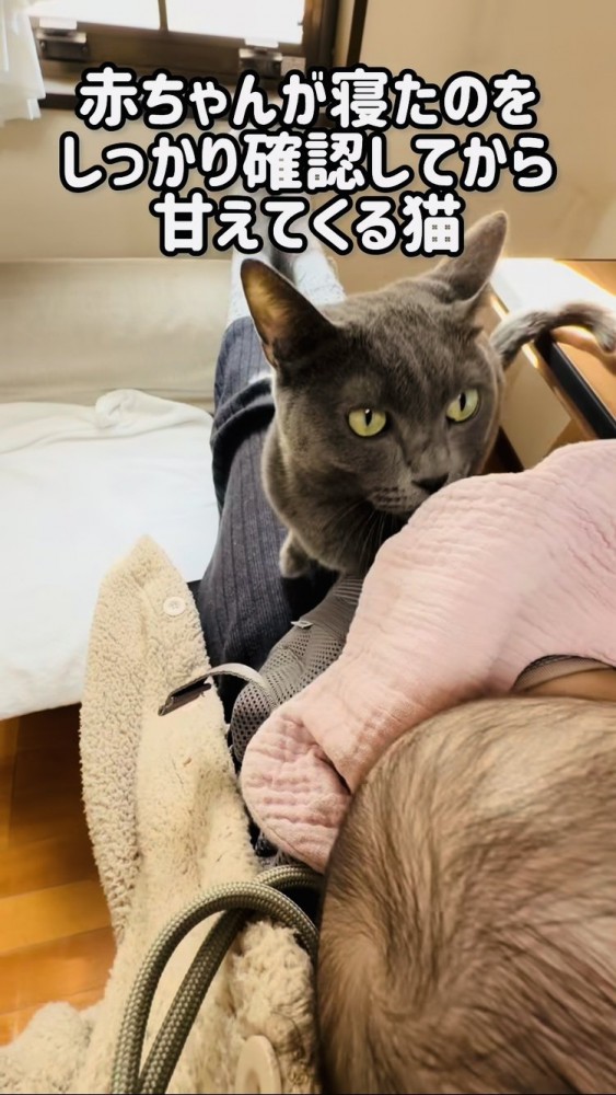 赤ちゃんを寝かすママの足の上に乗る保護猫