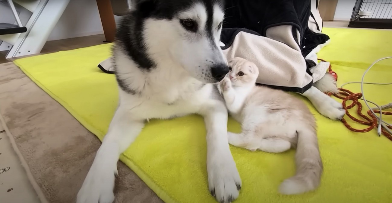 伏せをしているハスキーに甘えている猫