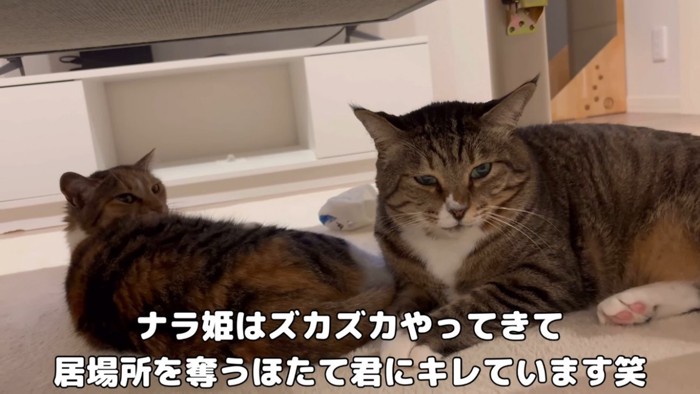 こたつで温まる三毛猫とキジトラ猫