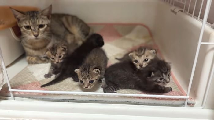 かのこママとわらわら出てくる子猫たち2
