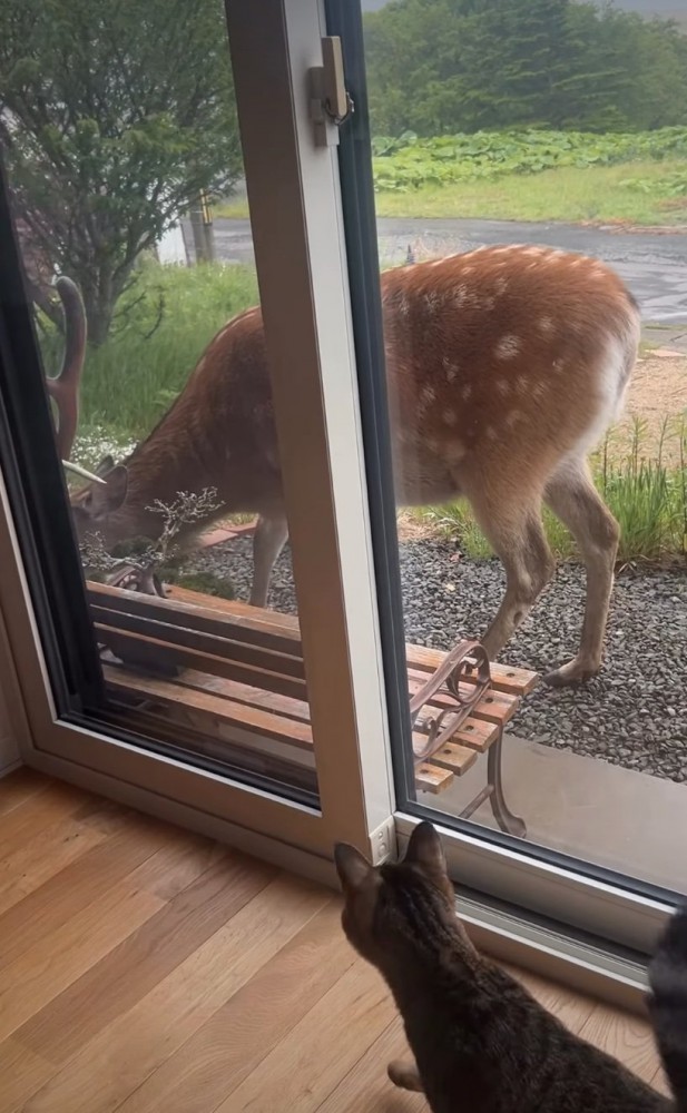 駆け寄る猫