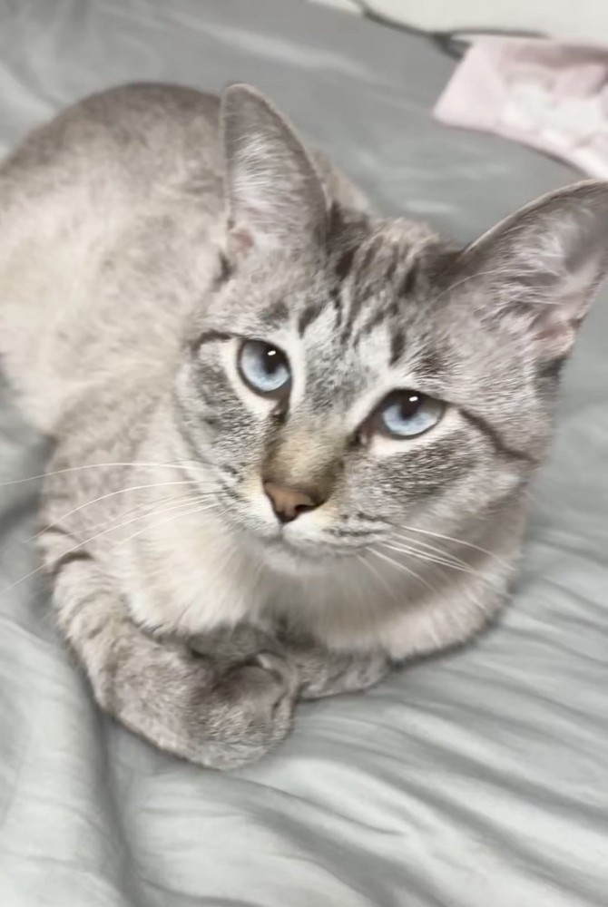 ベッドの上でくつろぐ猫