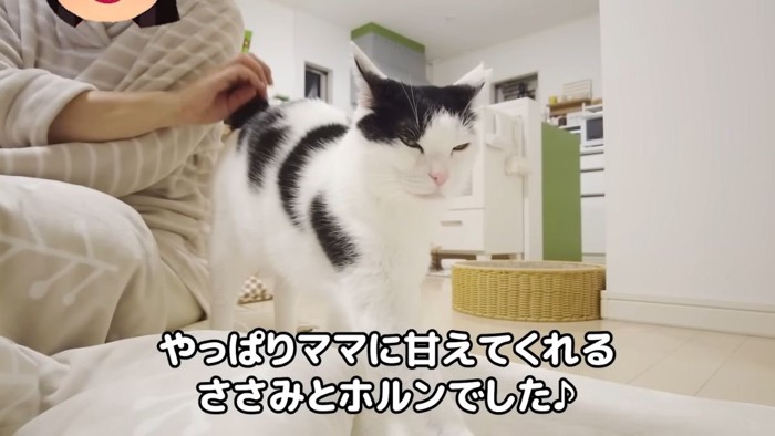 甘える猫