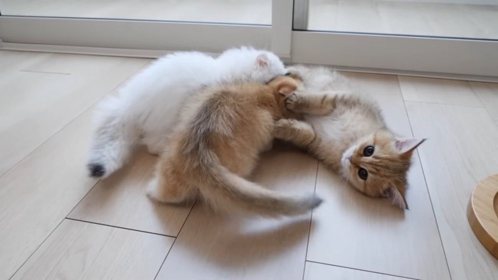 毛繕いされる子猫