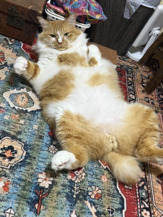 ヘソ天の猫