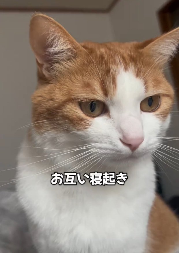 寝ぼけ気味のツナちゃん