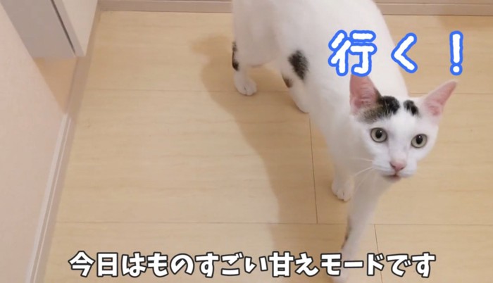 飼い主の後をついていく猫