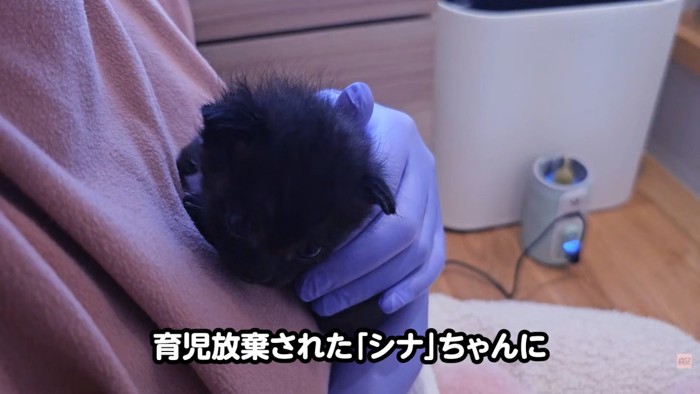 テロップ「育児放棄されたシナちゃんに~」