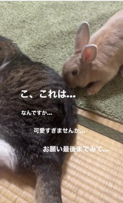猫の匂いを嗅ぐうさぎ
