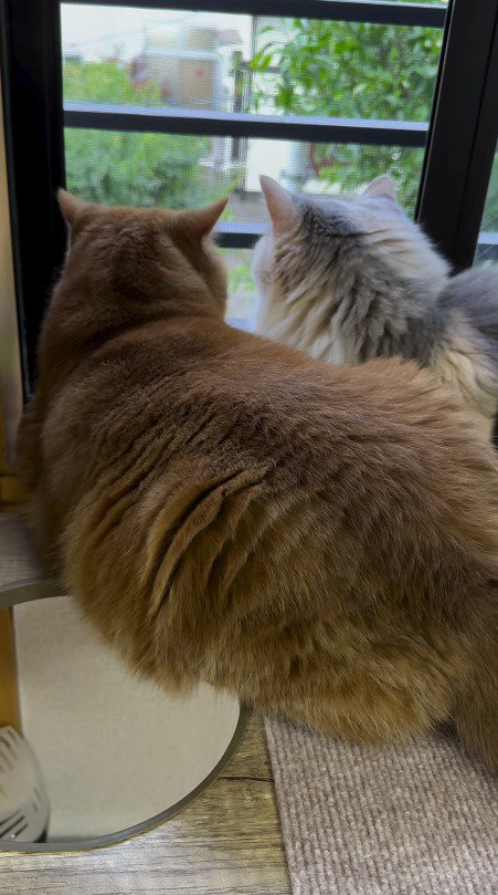 窓の外を眺める茶トラ猫と三毛猫