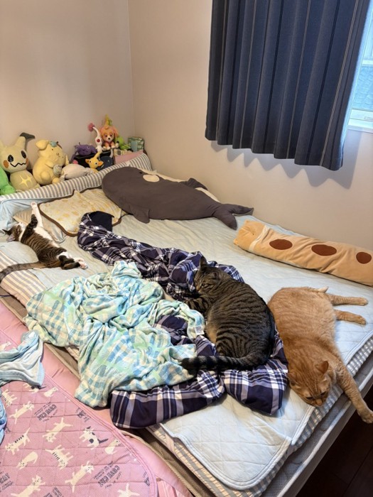 寝ている猫たち