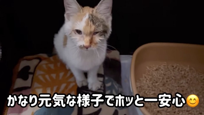 テロップ「かなり元気な様子で～」