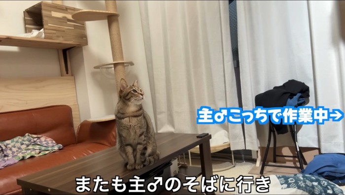 作業をしている男性を後ろから見つめるキジトラ猫